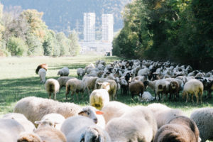 Herdenschutz Schweiz, Chur, Graubünden Wölfe, Herdenschutz, Schweiz, Alpen, Wölfe, Wolf, Rückkehr Wölfe, Landwirtschaft, Landwirtschaft Wölfe