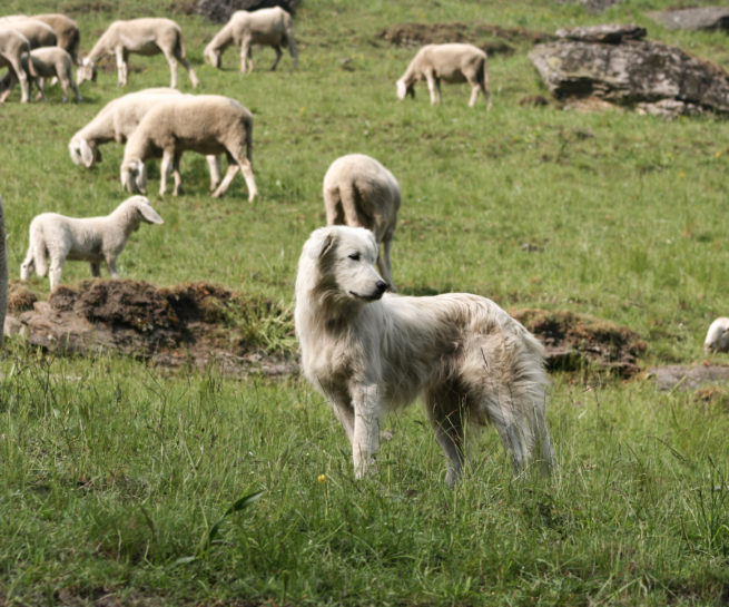 Herdenschutz, Mensch-Wolf-Beziehung, Rückkehr Wölfe, Wolf, Wölfe, Herdenschutzhund, Schweiz, Calanda, Alpen, Kulturlandschaft, Forschung, Mensch-Wolf-Konflikte