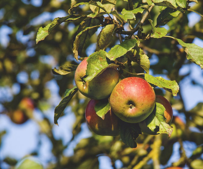 Streuobstwiese, Nachhaltige Regionalentwicklung, Umweltbildung, Umwelt, Natur, Biodiversität, Region, Österreich, Beratung, Öffentlicher Raum