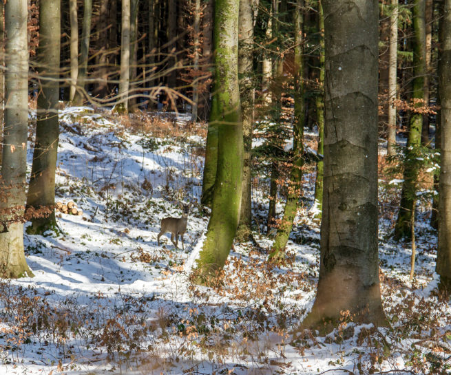 Wald Wild Lebensraum, Wald, Wild, Jagd, Jagdwirtschaft, Forstwirtschaft, Tirol