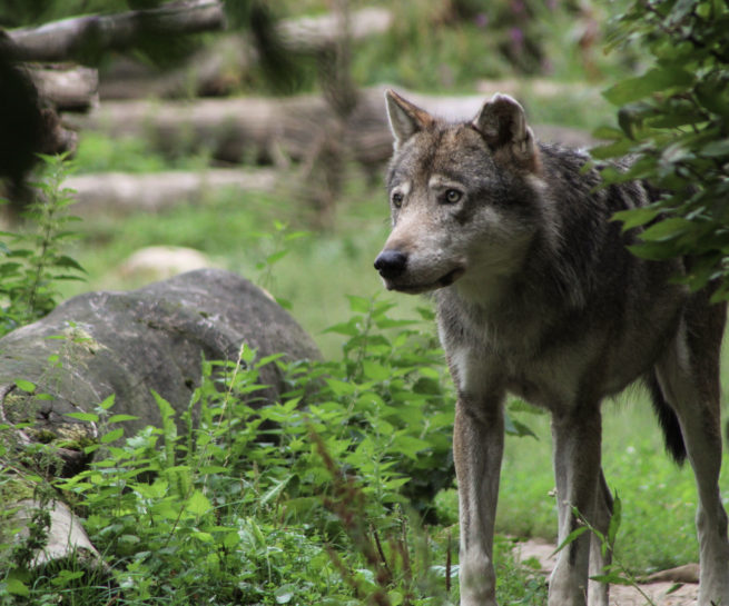 Wolf Kommunikation Framing